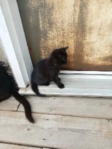 Kittens need rehoming - Photo 2