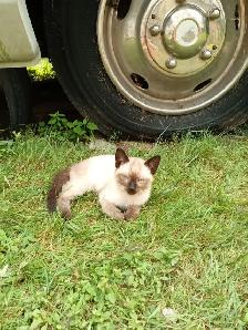 Kittens need rehoming - Photo 4