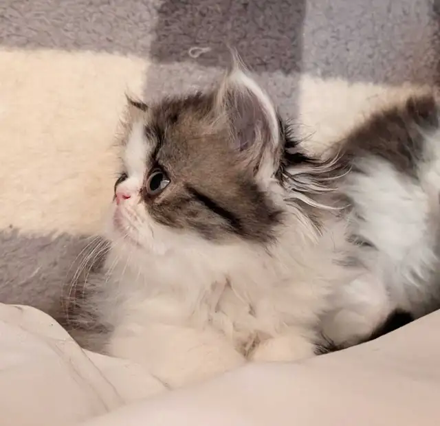 magnifiques chatons persan