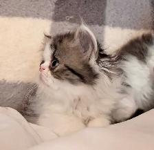 magnifiques chatons persan