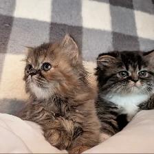 magnifiques chatons persan - Photo 3