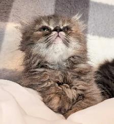 magnifiques chatons persan - Photo 4