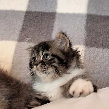 magnifiques chatons persan - Photo 5