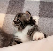 magnifiques chatons persan - Photo 6