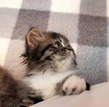 magnifiques chatons persan - Photo 7