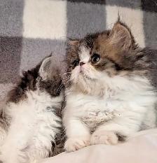 magnifiques chatons persan - Photo 8