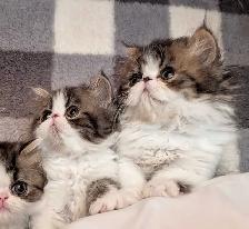 magnifiques chatons persan - Photo 9