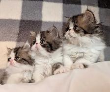 magnifiques chatons persan - Photo 10