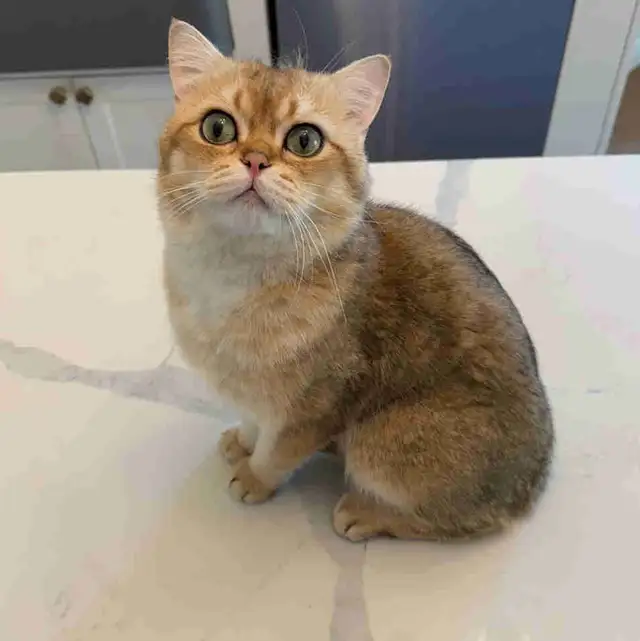 Adorable 2-Year-Old Male British Shorthair Cat – Leo