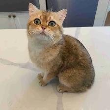 Adorable 2-Year-Old Male British Shorthair Cat – Leo