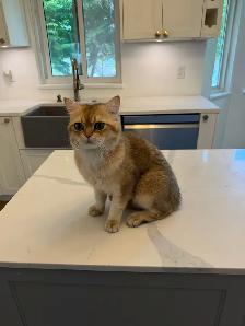 Adorable 2-Year-Old Male British Shorthair Cat – Leo - Photo 2