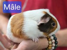 2 Bébés cochons d’Inde mâles