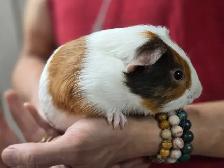 2 Bébés cochons d’Inde mâles - Photo 2