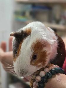 2 Bébés cochons d’Inde mâles - Photo 3