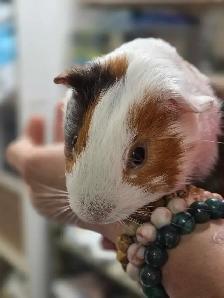 2 Bébés cochons d’Inde mâles - Photo 4