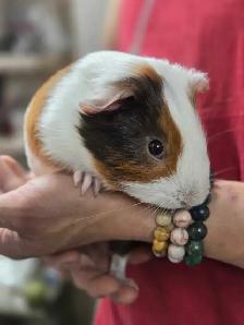 2 Bébés cochons d’Inde mâles - Photo 5