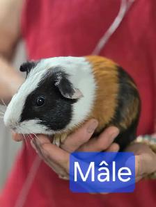 2 Bébés cochons d’Inde mâles - Photo 6