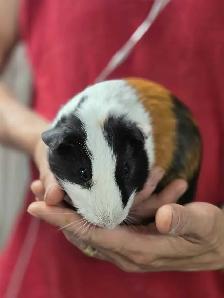 2 Bébés cochons d’Inde mâles - Photo 7