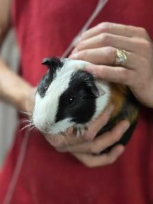 2 Bébés cochons d’Inde mâles - Photo 8