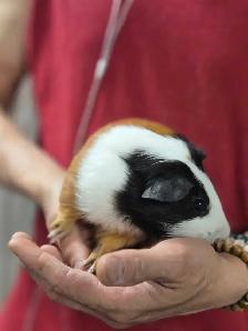 2 Bébés cochons d’Inde mâles - Photo 10