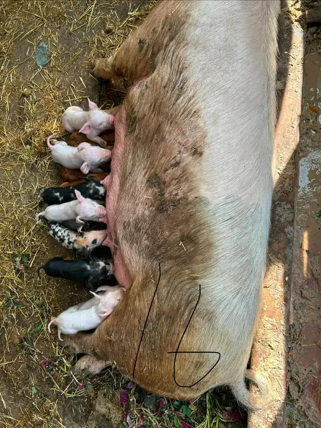 Weaner pigs for sale