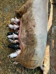 Weaner pigs for sale