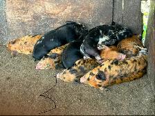 Weaner pigs for sale - Photo 2