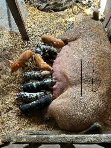 Weaner pigs for sale - Photo 3