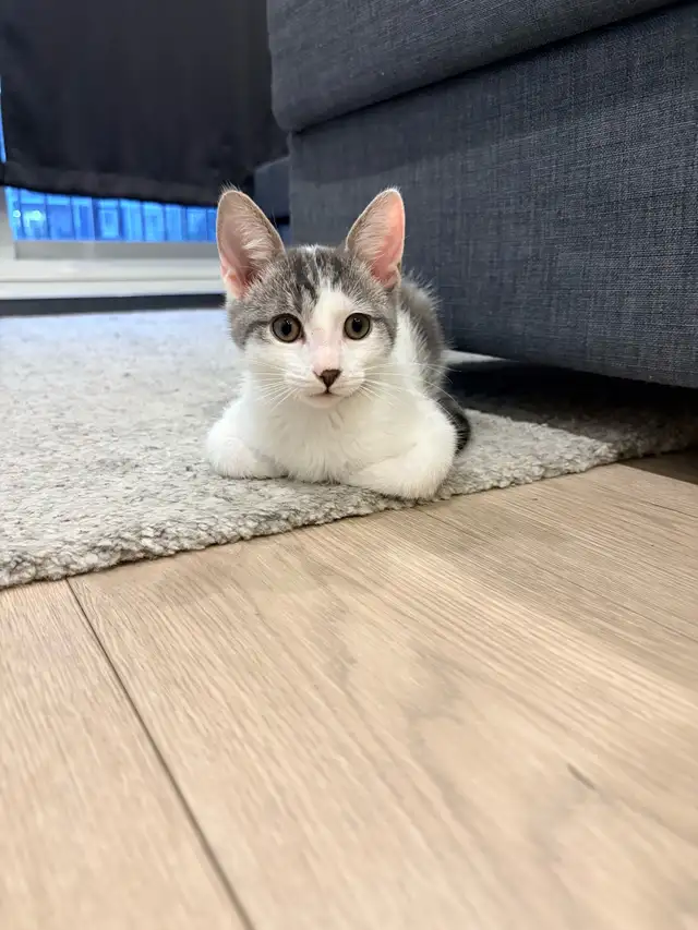 FREE KITTEN — MALE