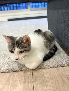FREE KITTEN — MALE - Photo 2
