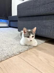 FREE KITTEN — MALE - Photo 3
