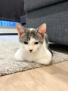 FREE KITTEN — MALE - Photo 4