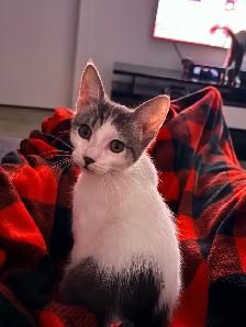 FREE KITTEN — MALE - Photo 5