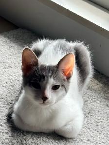 FREE KITTEN — MALE - Photo 6