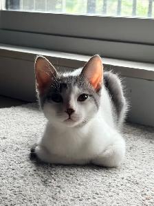 FREE KITTEN — MALE - Photo 7