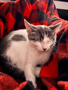 FREE KITTEN — MALE - Photo 8