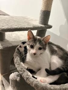 FREE KITTEN — MALE - Photo 9