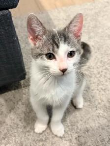 FREE KITTEN — MALE - Photo 10