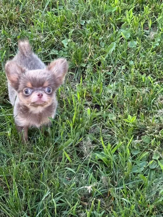 mini mâle chihuahua 2.5 lbs adulte enr ckc