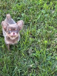 mini mâle chihuahua 2.5 lbs adulte enr ckc