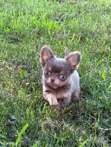 mini mâle chihuahua 2.5 lbs adulte enr ckc - Photo 2