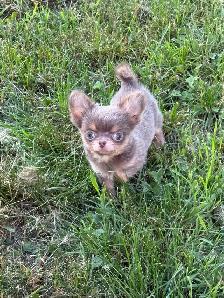 mini mâle chihuahua 2.5 lbs adulte enr ckc - Photo 3