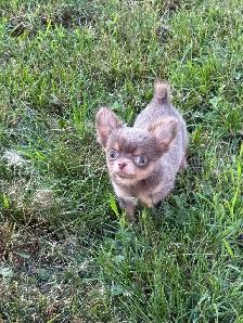 mini mâle chihuahua 2.5 lbs adulte enr ckc - Photo 4