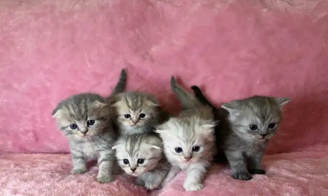 Scottish fold kittens