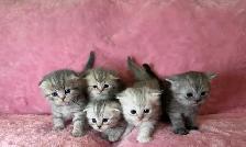 Scottish fold kittens