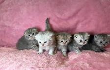 Scottish fold kittens - Photo 2
