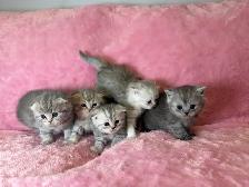 Scottish fold kittens - Photo 3