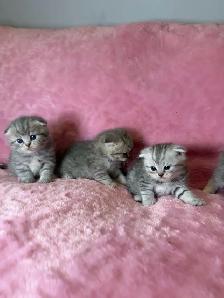 Scottish fold kittens - Photo 4
