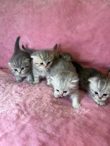 Scottish fold kittens - Photo 5
