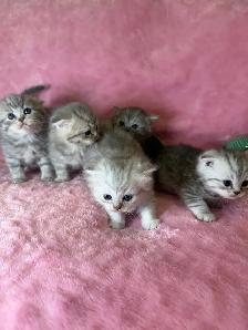 Scottish fold kittens - Photo 6